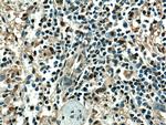 LMP2 Antibody in Immunohistochemistry (Paraffin) (IHC (P))