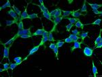 MSRA Antibody in Immunocytochemistry (ICC/IF)