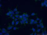 MSRA Antibody in Immunocytochemistry (ICC/IF)