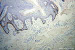 MSRA Antibody in Immunohistochemistry (Paraffin) (IHC (P))