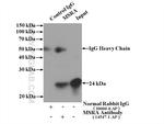 MSRA Antibody in Immunoprecipitation (IP)