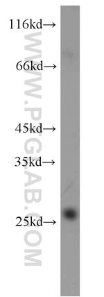 MSRA Antibody in Western Blot (WB)