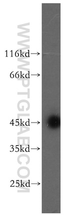 ARFIP2 Antibody in Western Blot (WB)