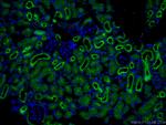 CD13 Antibody in Immunohistochemistry (PFA fixed) (IHC (PFA))