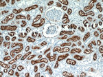 CD13 Antibody in Immunohistochemistry (Paraffin) (IHC (P))