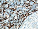 CD13 Antibody in Immunohistochemistry (Paraffin) (IHC (P))