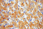 C1S Antibody in Immunohistochemistry (Paraffin) (IHC (P))