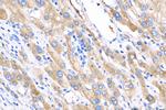 C1S Antibody in Immunohistochemistry (Paraffin) (IHC (P))