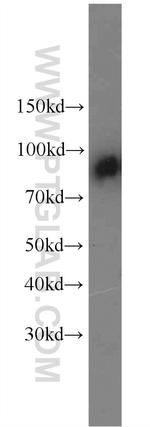 C1S Antibody in Western Blot (WB)