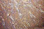 alpha Tubulin Antibody in Immunohistochemistry (Paraffin) (IHC (P))