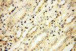 alpha Tubulin Antibody in Immunohistochemistry (Paraffin) (IHC (P))