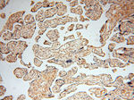 alpha Tubulin Antibody in Immunohistochemistry (Paraffin) (IHC (P))