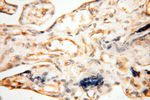 alpha Tubulin Antibody in Immunohistochemistry (Paraffin) (IHC (P))