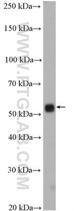 alpha Tubulin Antibody in Western Blot (WB)