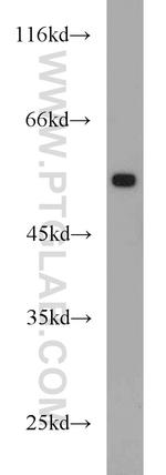 alpha Tubulin Antibody in Western Blot (WB)