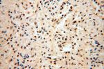 RBAP48 Antibody in Immunohistochemistry (Paraffin) (IHC (P))