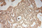 RBAP48 Antibody in Immunohistochemistry (Paraffin) (IHC (P))