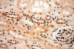 RBAP48 Antibody in Immunohistochemistry (Paraffin) (IHC (P))