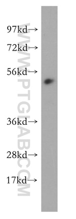 RBAP48 Antibody in Western Blot (WB)