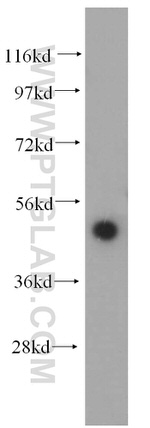 RBAP48 Antibody in Western Blot (WB)