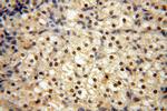 RBAP48 Antibody in Immunohistochemistry (Paraffin) (IHC (P))