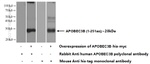 APOBEC3B Antibody in Western Blot (WB)