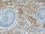 GP9 Antibody in Immunohistochemistry (Paraffin) (IHC (P))