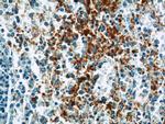 GP9 Antibody in Immunohistochemistry (Paraffin) (IHC (P))