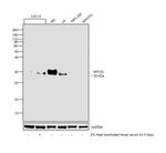 Myogenin Antibody in Western Blot (WB)