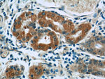 BBS5 Antibody in Immunohistochemistry (Paraffin) (IHC (P))