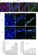 Ki-67 Antibody in Immunohistochemistry (Paraffin) (IHC (P))