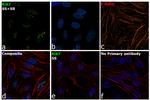 Ki-67 Antibody in Immunocytochemistry (ICC/IF)