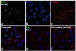 Ki-67 Antibody