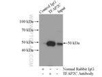 TFAP2C Antibody in Immunoprecipitation (IP)