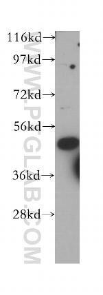 TFAP2C Antibody in Western Blot (WB)