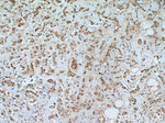 TFAP2C Antibody in Immunohistochemistry (Paraffin) (IHC (P))