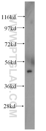 TFAP2C Antibody in Western Blot (WB)
