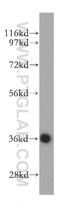 DEDD2 Antibody in Western Blot (WB)