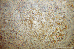 SDHC Antibody in Immunohistochemistry (Paraffin) (IHC (P))