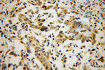 SDHC Antibody in Immunohistochemistry (Paraffin) (IHC (P))