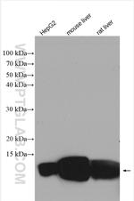 SDHC Antibody in Western Blot (WB)