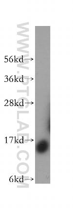 SDHC Antibody in Western Blot (WB)