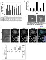 Nanog Antibody in Immunocytochemistry (ICC/IF)