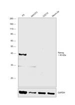 Nanog Antibody in Western Blot (WB)