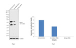 Nanog Antibody