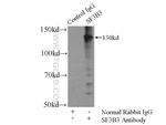 SF3B3 Antibody in Immunoprecipitation (IP)