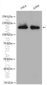 SF3B3 Antibody in Western Blot (WB)