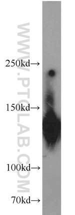 SF3B3 Antibody in Western Blot (WB)