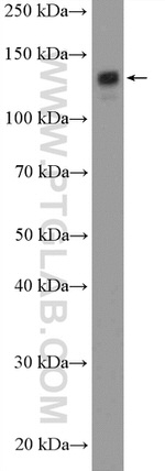 SF3B3 Antibody in Western Blot (WB)