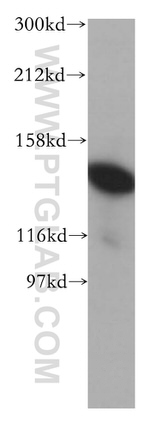 SF3B3 Antibody in Western Blot (WB)